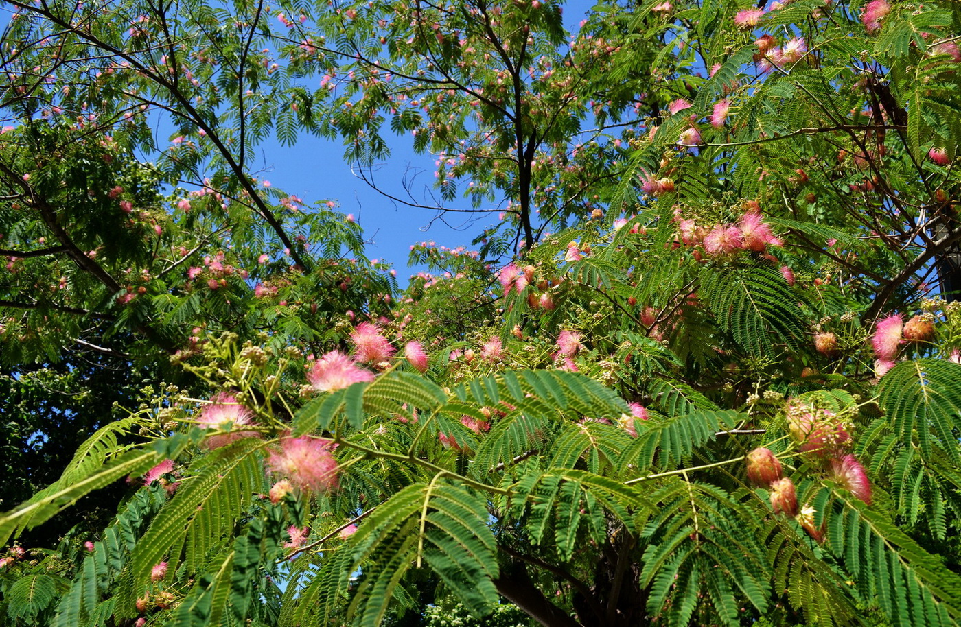 albizia 2019 1