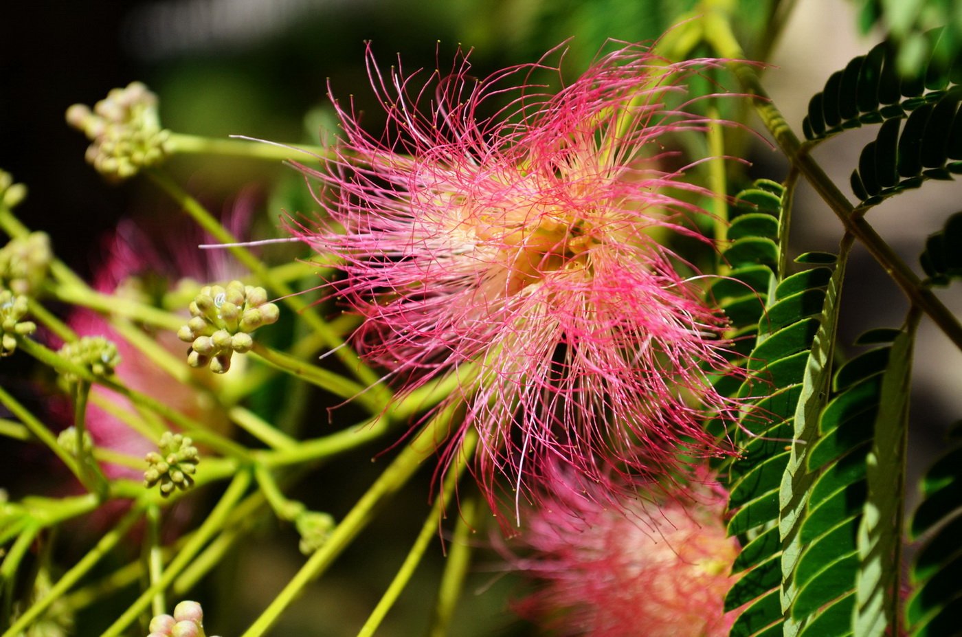 albizia 2019 2