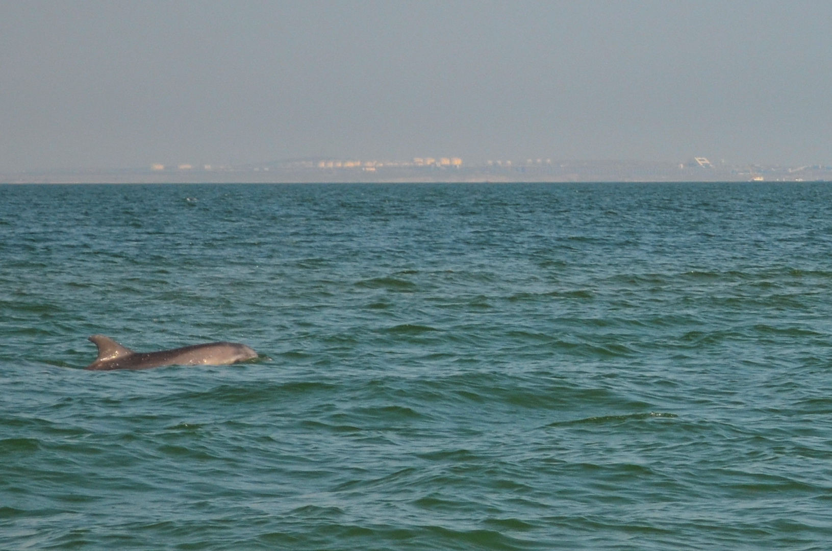 kerch 03 07 2021 dolphin 1