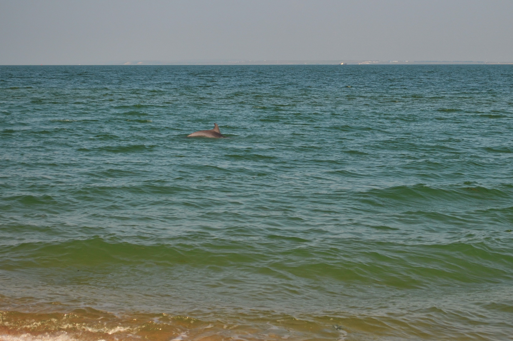 kerch 03 07 2021 dolphin 2