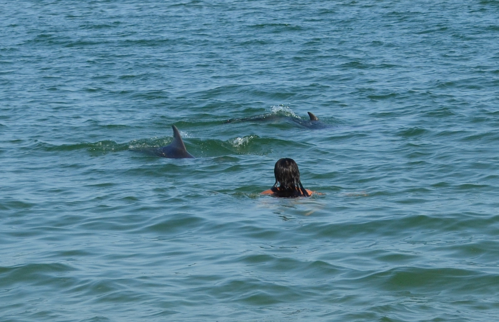 kerch btach dolphins 1
