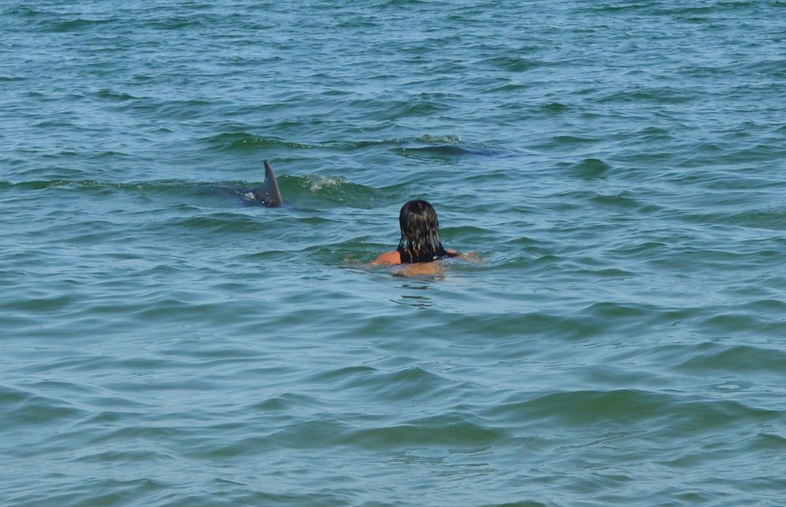 kerch btach dolphins 2