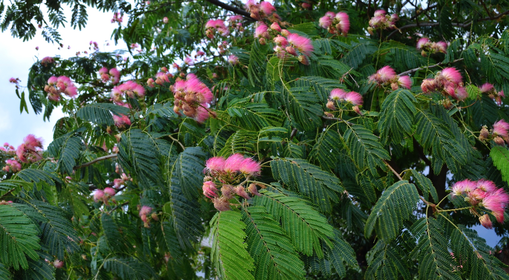 kerch albizia julibrissin