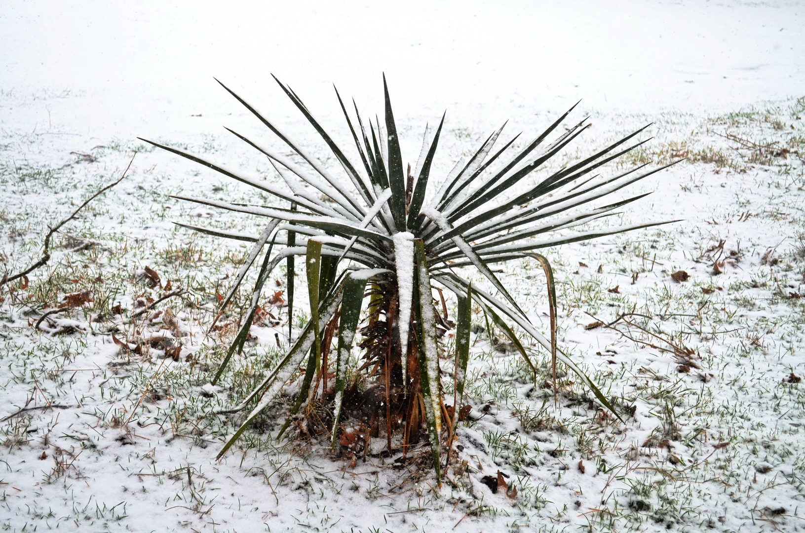 snow in the Crimea 1